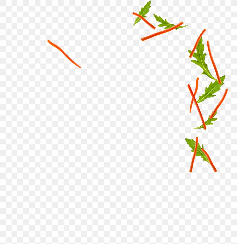 Line Leaf Angle Plant Stem Clip Art, PNG, 1600x1650px, Leaf, Area, Branch, Flora, Grass Download Free