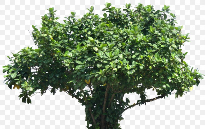 Tree Subtropics Barringtonia Asiatica, PNG, 1001x630px, Tree, Arecaceae, Barringtonia Asiatica, Branch, Evergreen Download Free