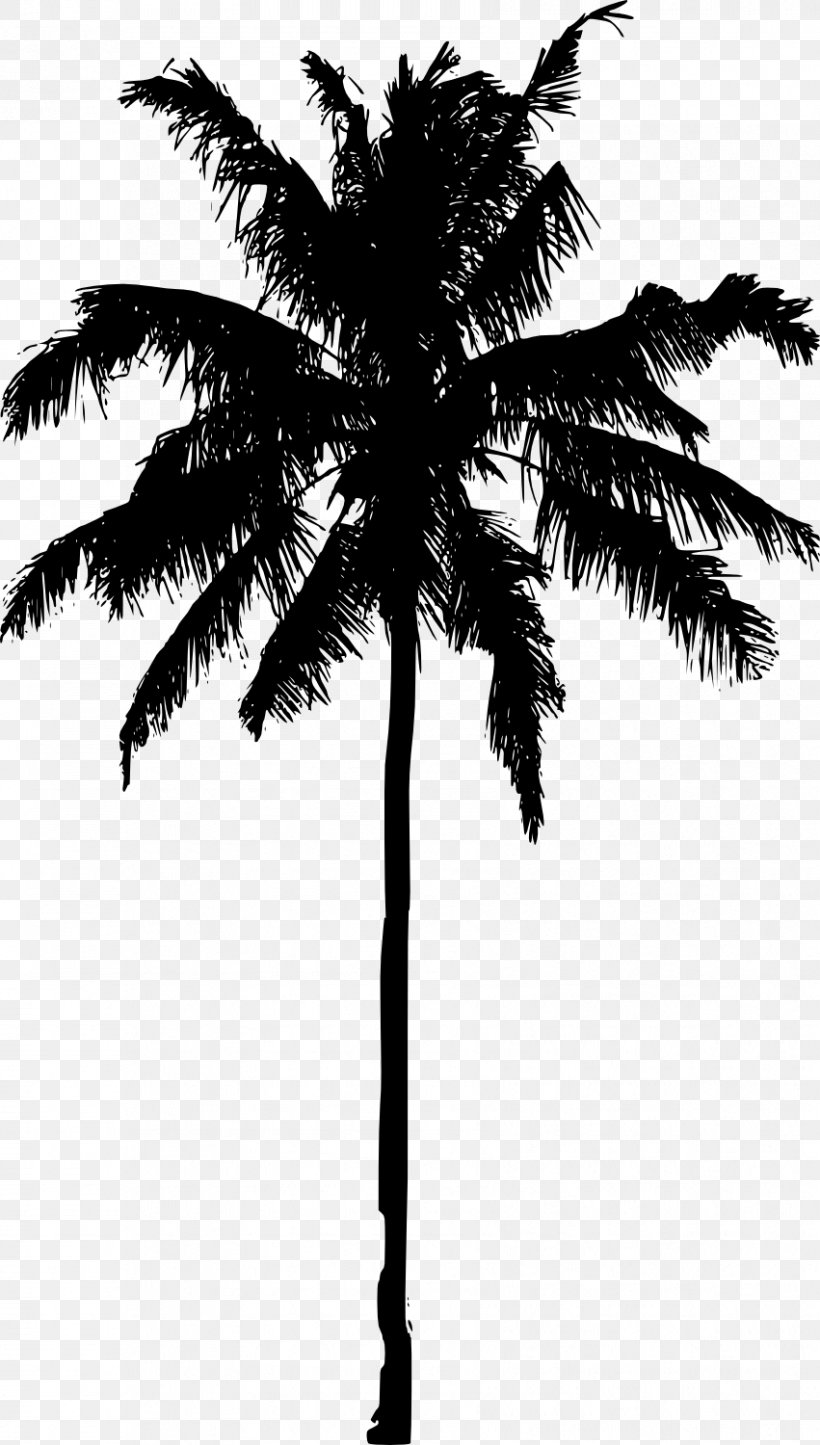Arecaceae Silhouette Photography, PNG, 851x1500px, Arecaceae, Arecales, Asian Palmyra Palm, Black And White, Borassus Flabellifer Download Free