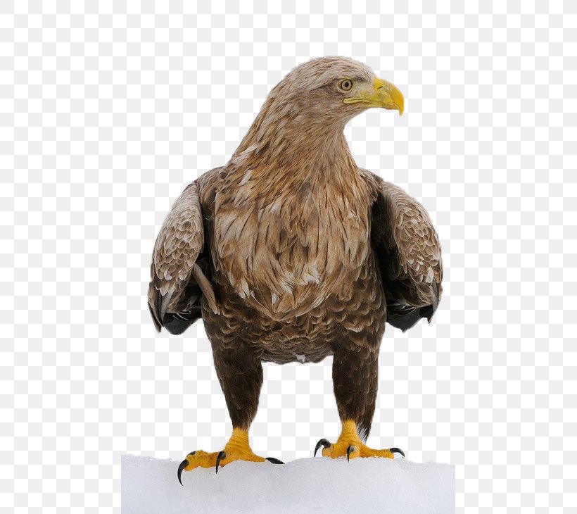 Bird Decorah Bald Eagles Character Structure, PNG, 475x730px, Bird, Accipitriformes, Bald Eagle, Beak, Bird Of Prey Download Free