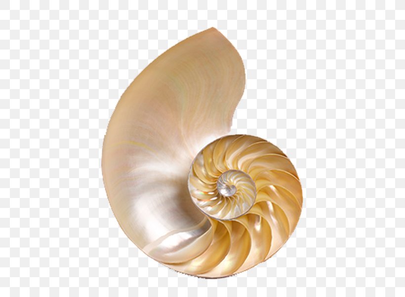 Chambered Nautilus Seashell Conchology Icon, PNG, 700x600px, Watercolor, Cartoon, Flower, Frame, Heart Download Free