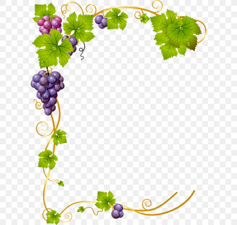 Common Grape Vine Vector Graphics Clip Art Stock Illustration, PNG, 608x780px, Common Grape Vine, Branch, Drawing, Flora, Floral Design Download Free