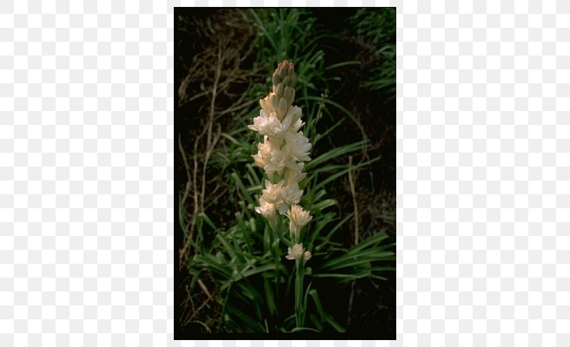 Orobanche, PNG, 500x500px, Orobanche, Broomrape, Flora, Flower, Grass Download Free