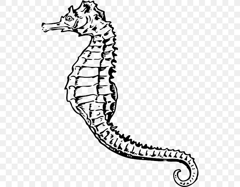 Seahorse Drawing Clip Art, PNG, 536x640px, Seahorse, Animal, Area, Artwork, Black And White Download Free