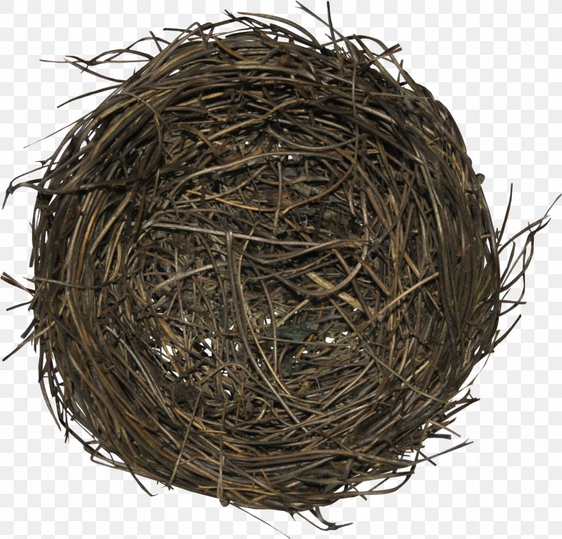 Bird Nest Edible Bird's Nest Nesting Season, PNG, 1718x1648px, Nest, Animal, Bird, Bird Nest, Concept Download Free