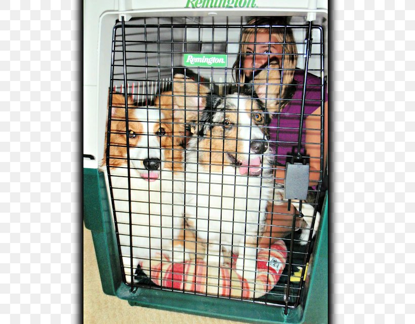 Dog Crate Cage Window Animal Shelter, PNG, 640x640px, 4k Resolution, Dog, Animal Shelter, Cage, Crate Download Free