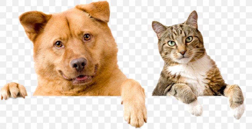 Dog Humane Society Animal Shelter Cat Pet, PNG, 1366x701px, Dog, Adoption, Animal, Animal Control And Welfare Service, Animal Rescue Group Download Free