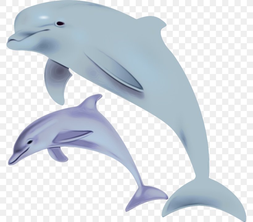 Dolphin Cartoon, PNG, 777x720px, Shortbeaked Common Dolphin, Animal, Bottlenose Dolphin, Cetacea, Common Dolphins Download Free
