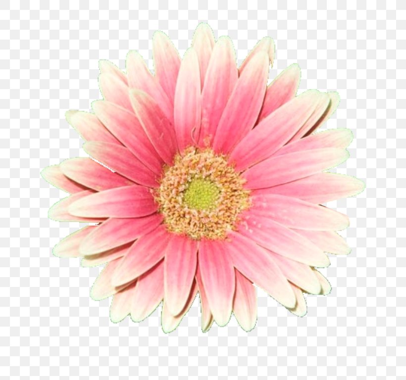 Flower Rose Pink Clip Art, PNG, 768x768px, Flower, Annual Plant, Aster, Asterales, Chrysanths Download Free