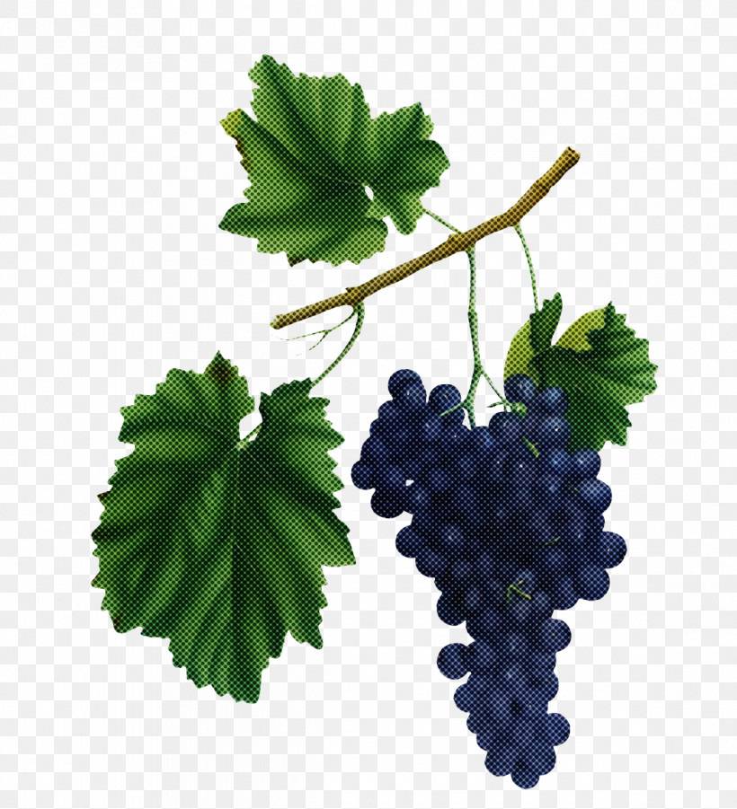 Grape Grape Leaves Grapevines Common Grape Vine Leaf, PNG, 1164x1280px, Grape, Biology, Common Grape Vine, Fruit, Grape Leaves Download Free