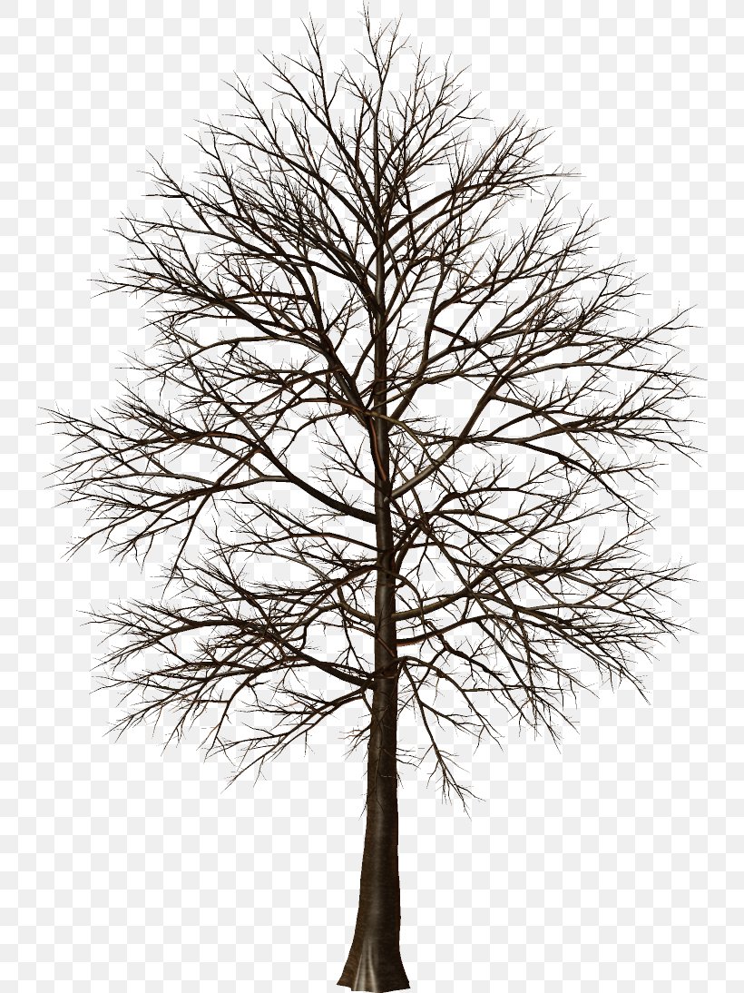 Larch Pine Tree Clip Art, PNG, 741x1094px, Larch, Black And White, Branch, Conifer, Conifers Download Free