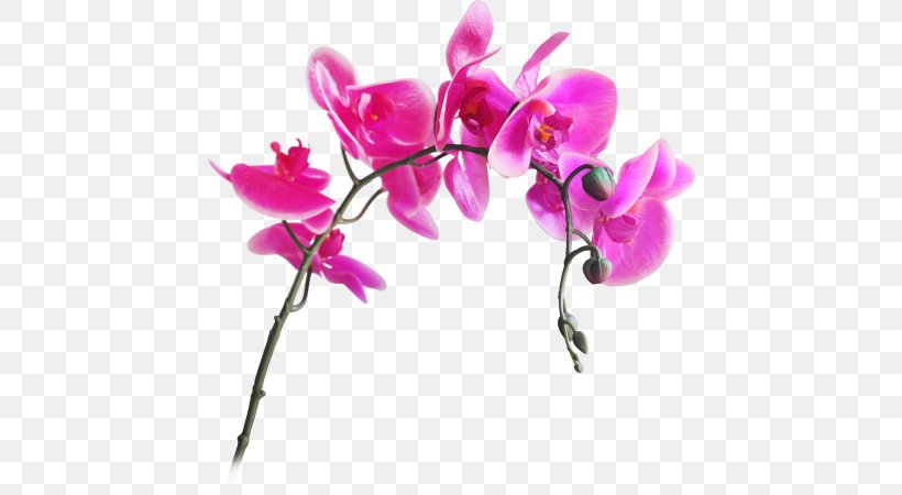 Moth Orchids Artificial Flower Cut Flowers, PNG, 690x450px, Moth Orchids, Artificial Flower, Blossom, Branch, Cut Flowers Download Free