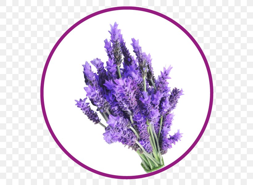 English Lavender French Lavender Plant Cut Flowers, PNG, 600x600px, English Lavender, Cut Flowers, Fines Herbes, Flower, Flowering Plant Download Free