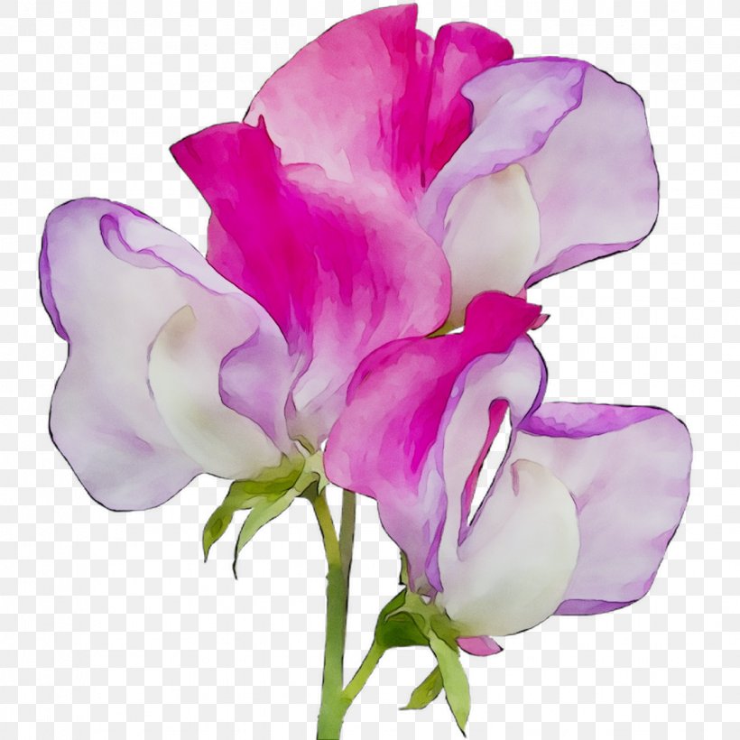 Broad-leaved Sweet Pea Cut Flowers Plant Stem Moth Orchids, PNG, 1125x1125px, Cut Flowers, Artificial Flower, Botany, Cyclamen, Everlasting Sweet Pea Download Free