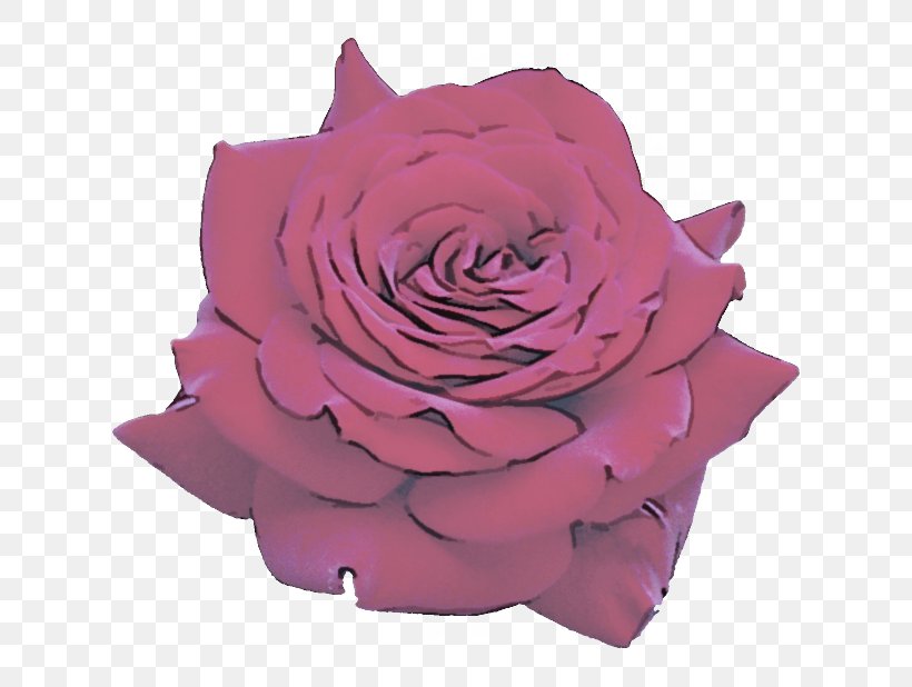Garden Roses, PNG, 618x618px, Garden Roses, Flower, Hybrid Tea Rose, Petal, Pink Download Free