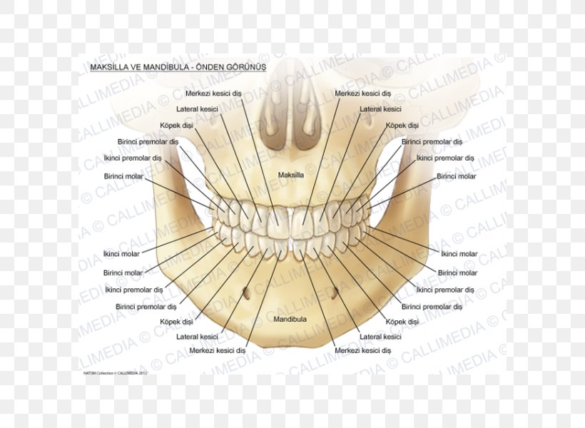 Maxilla Mandible Anatomy Bone Human Tooth, PNG, 600x600px, Watercolor, Cartoon, Flower, Frame, Heart Download Free