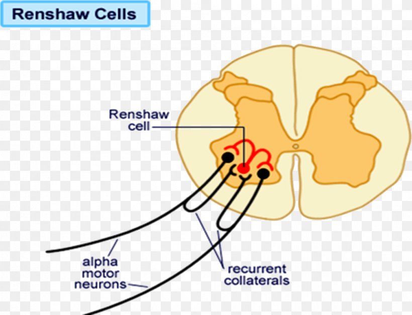 Renshaw Cell Motor Neuron Negative Feedback, PNG, 1008x771px, Watercolor, Cartoon, Flower, Frame, Heart Download Free