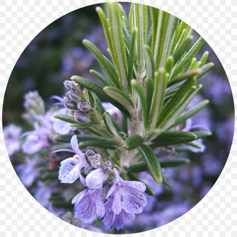 Rosemary Herb Köhler's Medicinal Plants Verbenone Oil, PNG, 1024x1024px, Rosemary, Chamomile, Essential Oil, Extract, Flavor Download Free