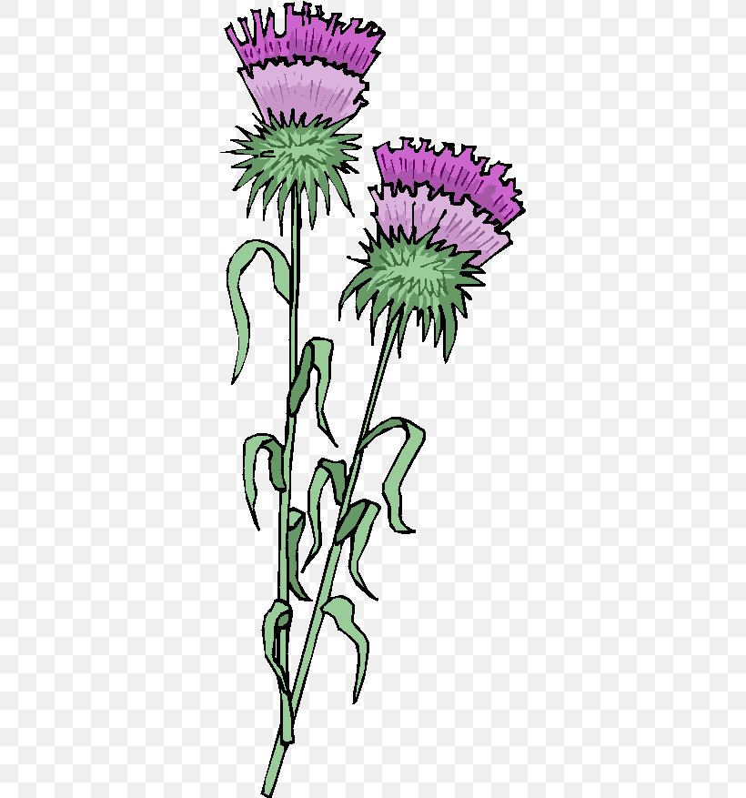 Thistle Leaf Temple Lane Chrysanthemum Cut Flowers, PNG, 336x877px, Thistle, Artwork, Chrysanthemum, Chrysanths, Cirsium Vulgare Download Free