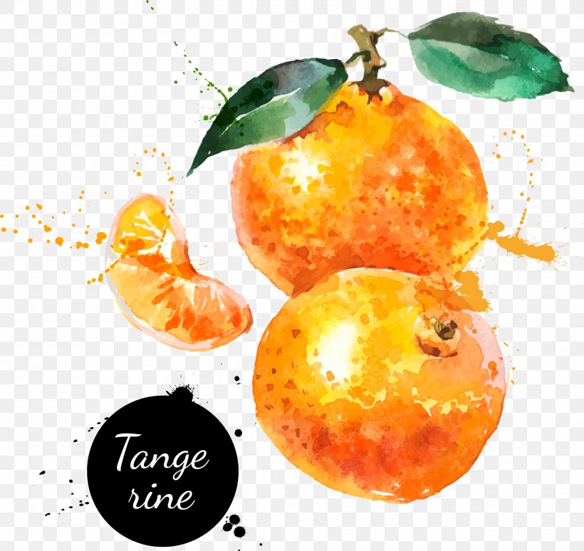 Watercolor Painting Drawing Tangerine, PNG, 1628x1538px, Tangerine, Bitter Orange, Citrus, Clementine, Drawing Download Free