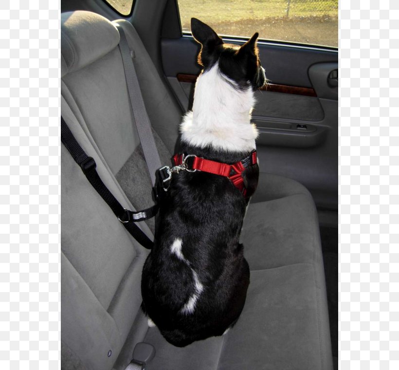 Boston Terrier Dog Breed Leash, PNG, 760x760px, Boston Terrier, Boston, Breed, Car Seat, Carnivoran Download Free
