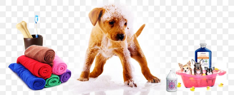 Dog Breed Dog Grooming Companion Dog Puppy, PNG, 768x334px, Dog Breed, Breed, Carnivoran, Companion Dog, Crossbreed Download Free