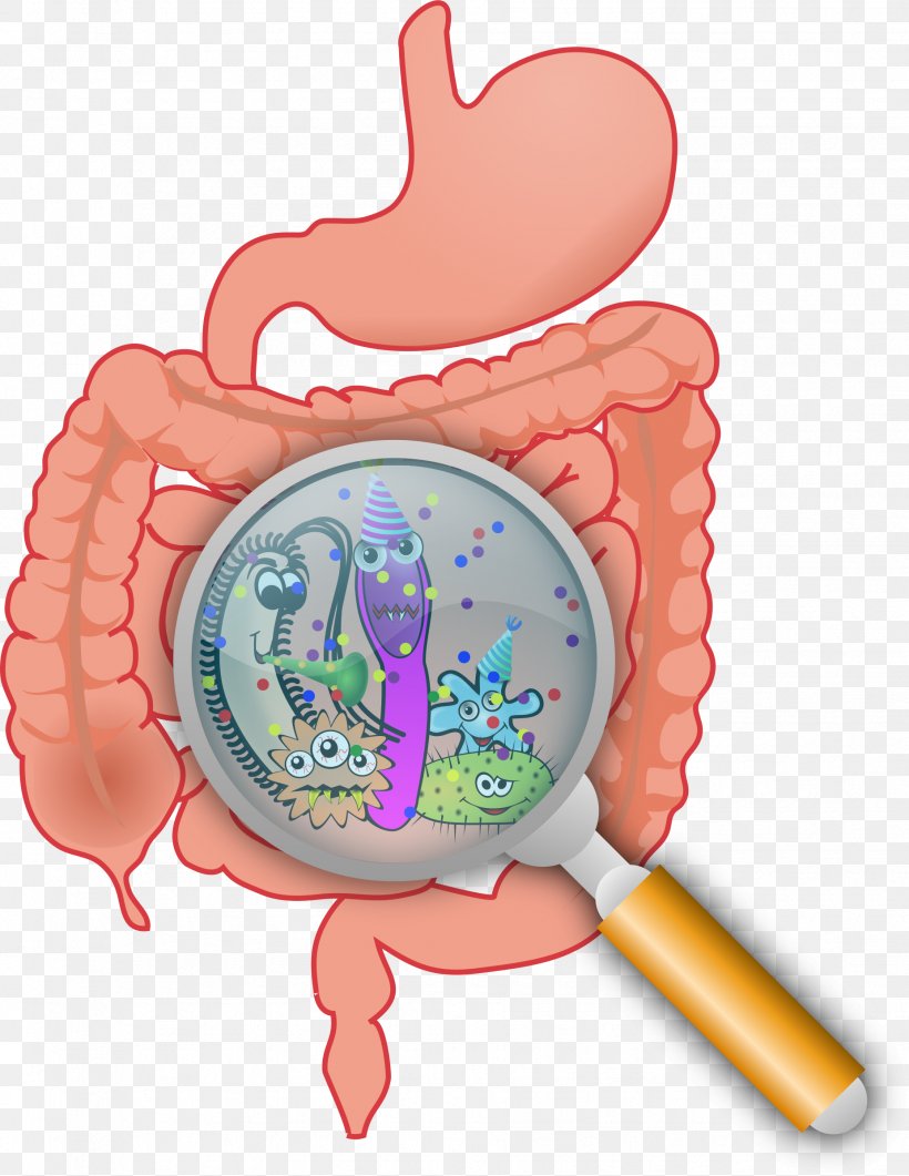 Gut Flora Gastrointestinal Tract Microbiota Bacteria Large Intestine, PNG, 1854x2400px, Watercolor, Cartoon, Flower, Frame, Heart Download Free