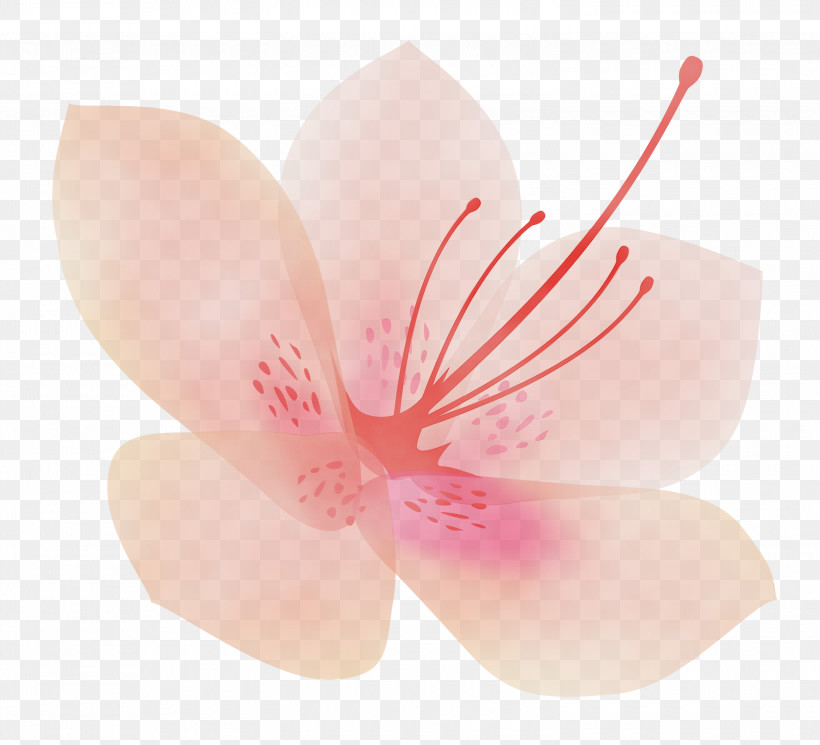 Petal Flower Pink Plant Hibiscus, PNG, 3000x2728px, Azalea, Azalea Flower, Blossom, Flower, Hibiscus Download Free