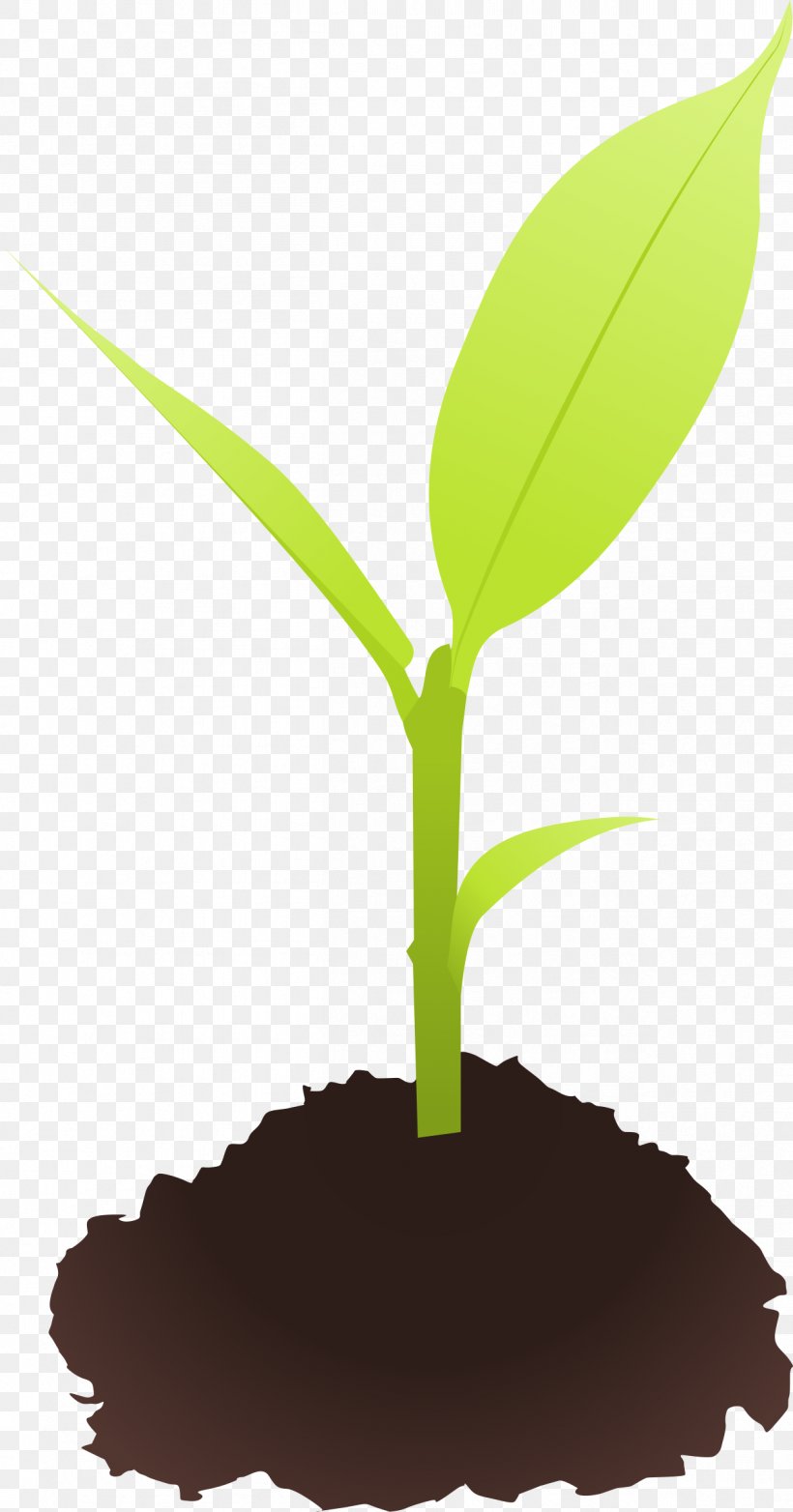 Seedling Sprouting Clip Art, PNG, 1258x2400px, Seedling, Acorn, Germination, Grass, Grass Family Download Free