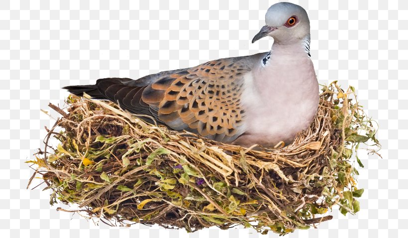 Bird Nest Photograph Image, PNG, 725x478px, Bird, Beak, Bird Nest, Building, Duck Download Free