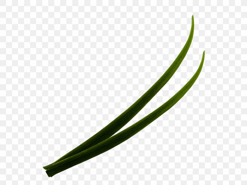 Green Leaf Angle, PNG, 2048x1536px, Green, Grass, Leaf Download Free