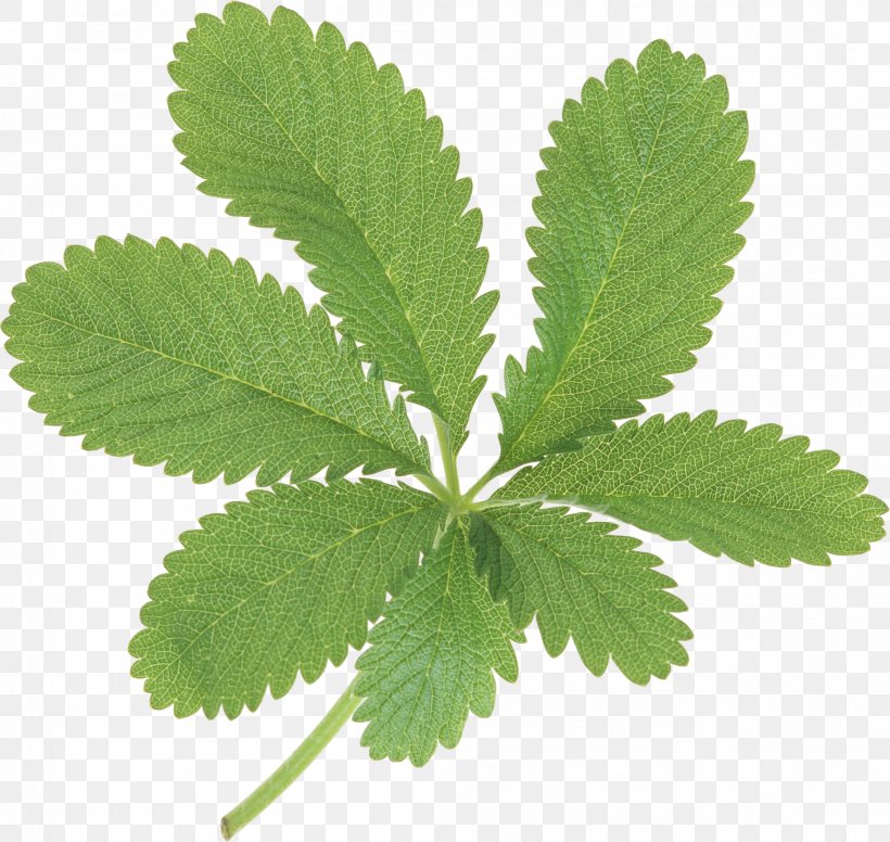 Leaf Green, PNG, 2107x1994px, Leaf, Autumn Leaf Color, Green, Herb, Herbalism Download Free