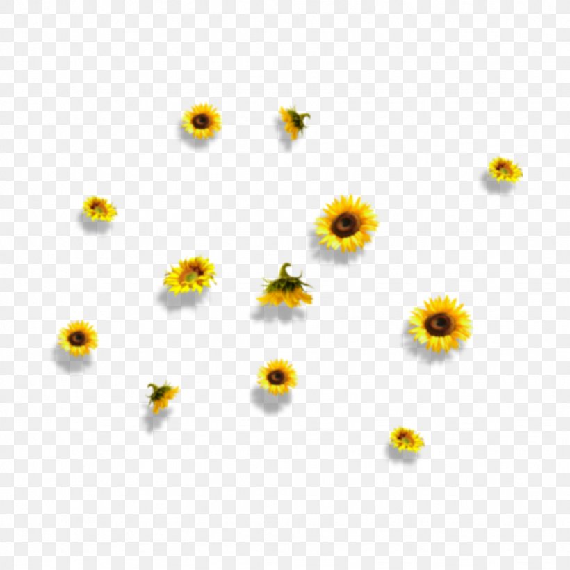 Clip Art Flower Petal Desktop Wallpaper, PNG, 1024x1024px, Flower, Aesthetics, Camomile, Chamomile, Daisy Family Download Free