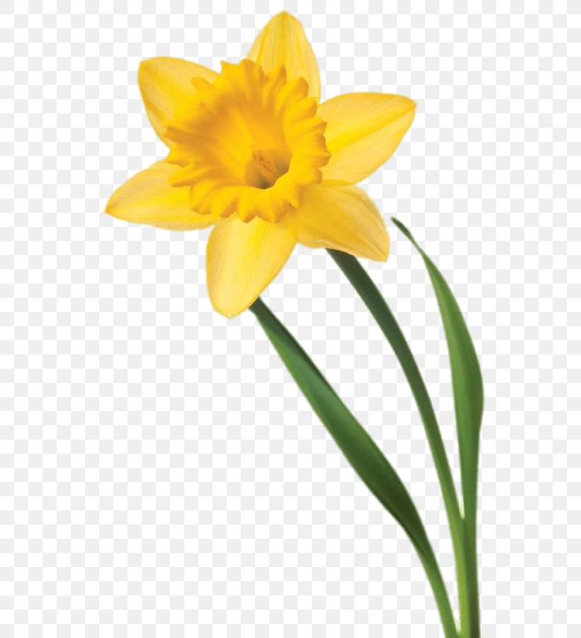 Daffodil Flower Clip Art, PNG, 601x900px, Daffodil, Amaryllis Family, Cut Flowers, Daylily, Drawing Download Free