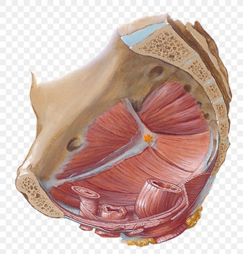 Pelvic Floor Pelvis Thoracic Diaphragm Perineum Anatomy, PNG, 910x950px, Watercolor, Cartoon, Flower, Frame, Heart Download Free