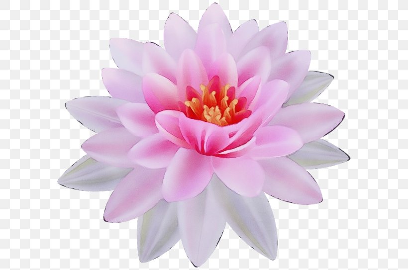 Pink Flower Cartoon, PNG, 600x543px, Watercolor, Annual Plant, Aquatic Plant, Aquatic Plants, Artificial Flower Download Free