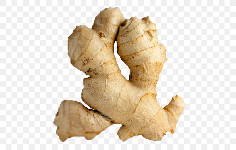 Clip Art Transparency Image Ginger, PNG, 520x520px, Ginger, Curcuma, Food, Galangal, Ginger Family Download Free