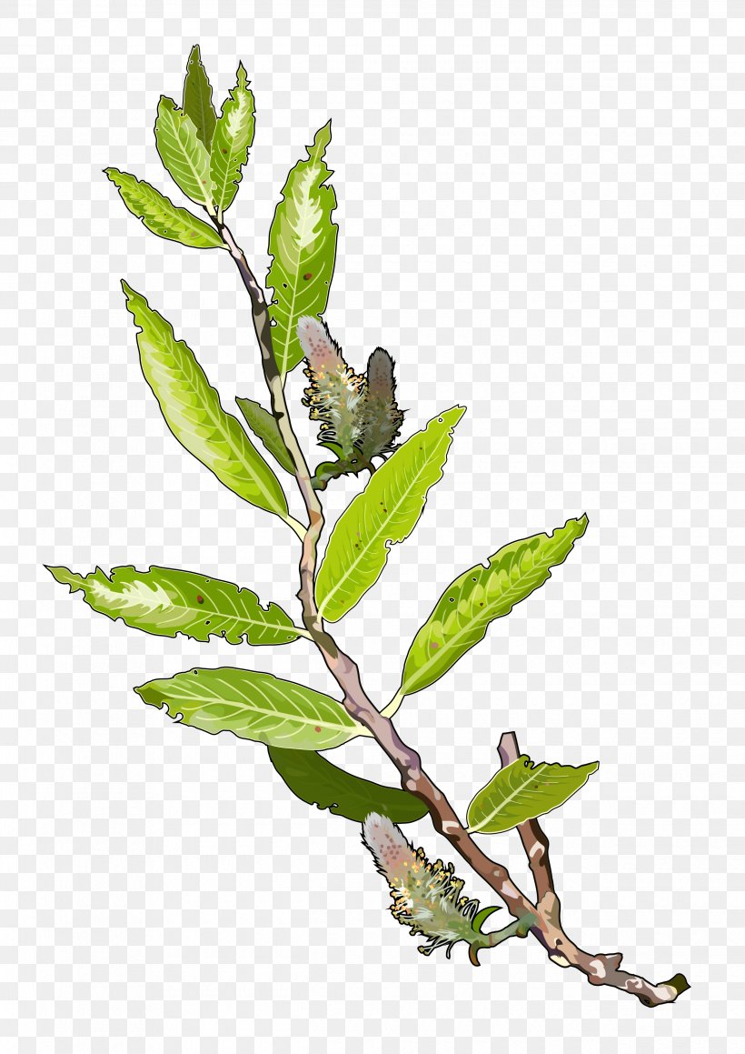 Tree Plant Branch Leaf Salix Alba, PNG, 2480x3508px, Tree, Algae, Branch, Canary Islands, Herb Download Free