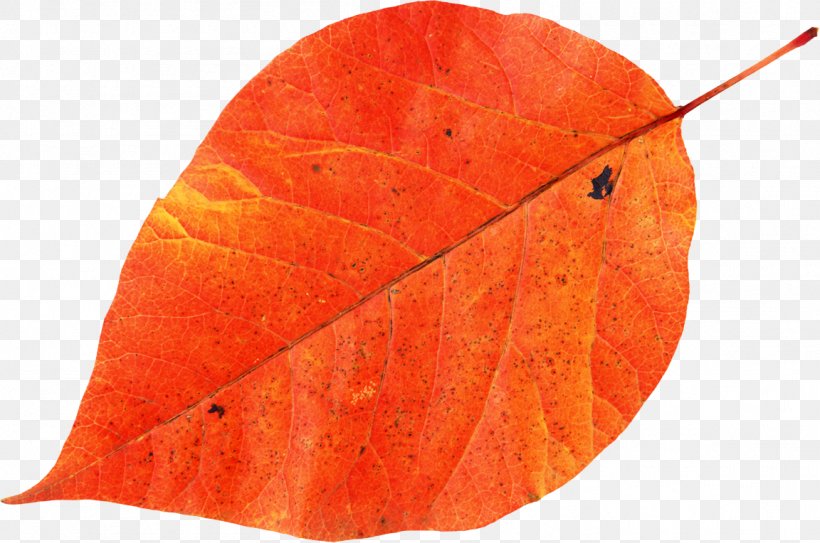 Autumn Leaf Color Stock Photography Image, PNG, 1152x764px, Leaf, Autumn, Autumn Leaf Color, Autumn Leaves, Maple Leaf Download Free