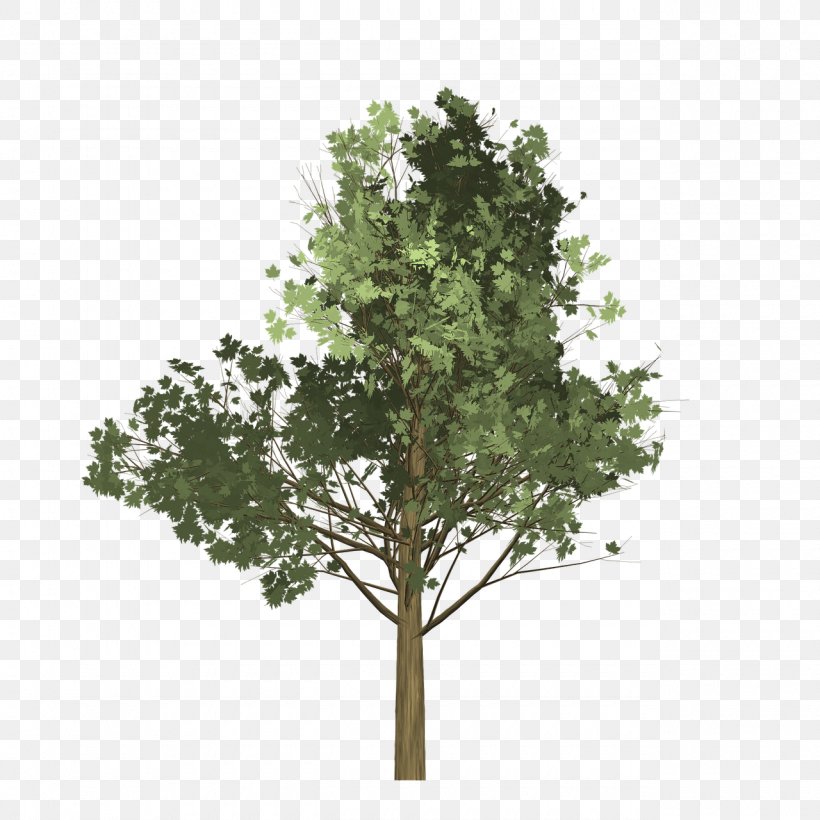 Branch Tree Maple Oak, PNG, 1280x1280px, Branch, Drawing, Elm, Green, Leaf Download Free