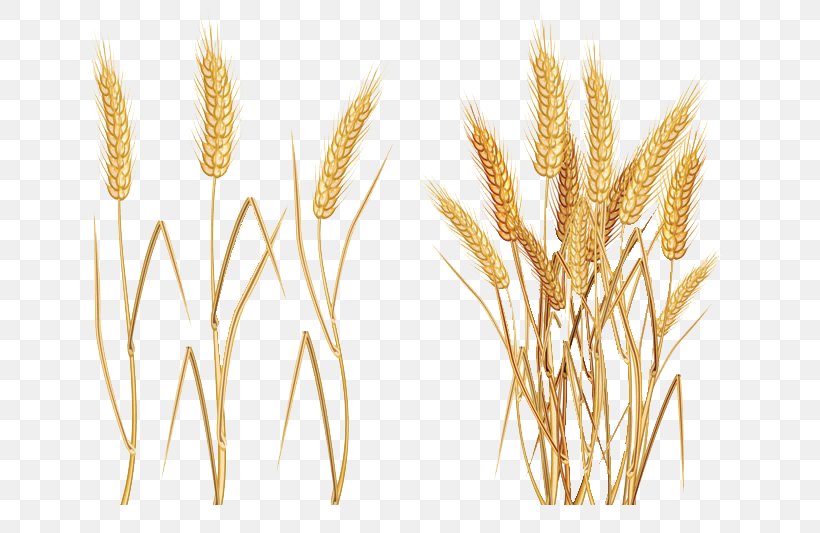 Common Wheat Ear Clip Art, PNG, 637x533px, Common Wheat, Cereal, Cereal Germ, Commodity, Ear Download Free