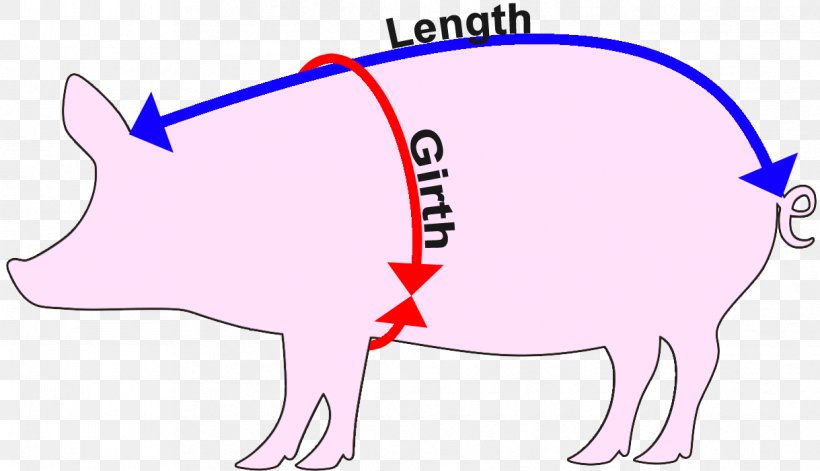 Domestic Pig Cattle Measurement Weight, PNG, 1219x701px, Pig, Adhesive Tape, Area, Calculation, Cattle Download Free