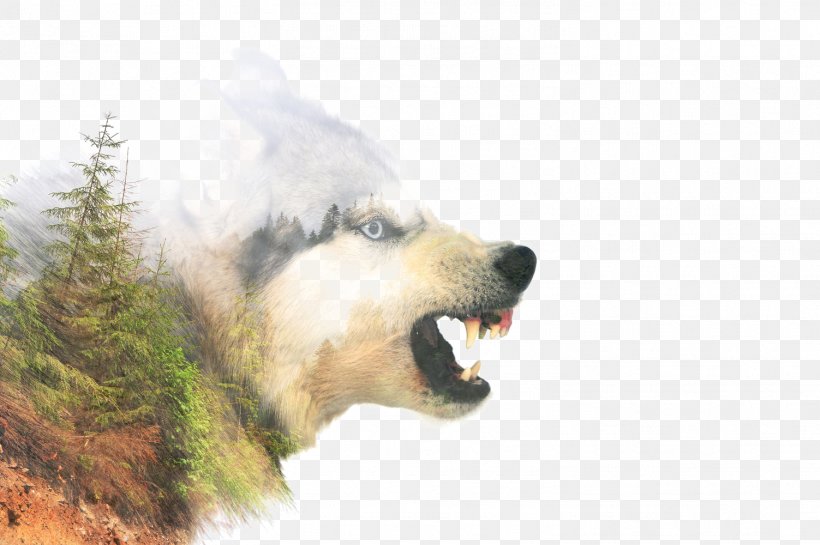 Siberian Husky Stock Photography Anger, PNG, 1503x1000px, Siberian Husky, Anger, Animal, Bear, Carnivoran Download Free