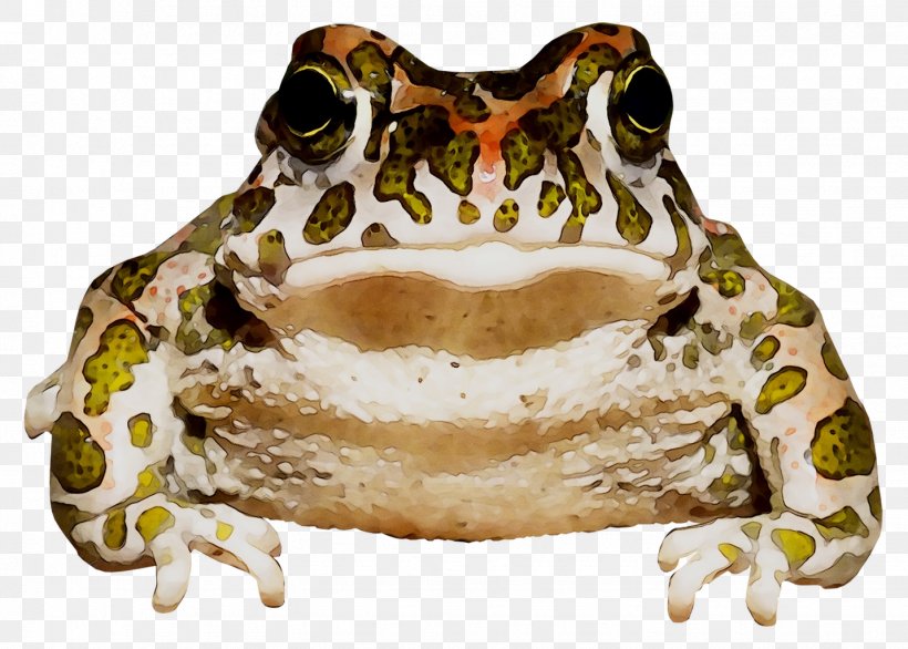 American Bullfrog True Frog Toad Jaw Terrestrial Animal, PNG, 1432x1024px, American Bullfrog, Amphibian, Animal, Bufo, Bullfrog Download Free