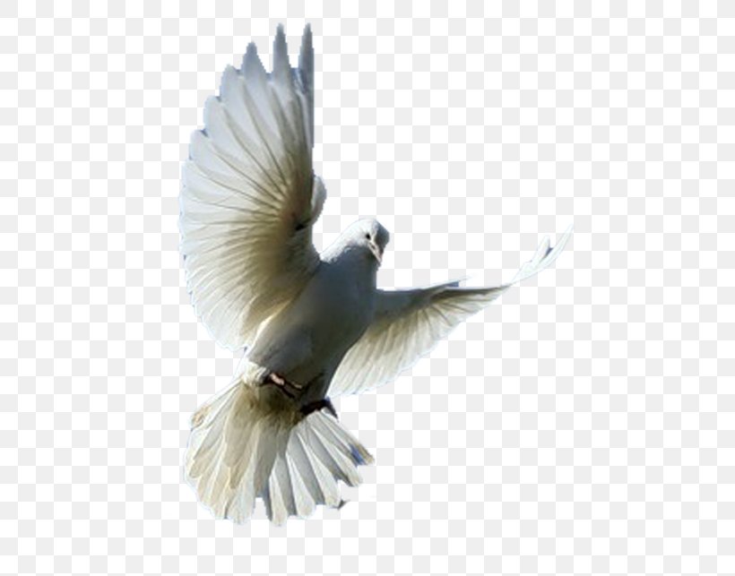Bird Columbidae Homing Pigeon Clip Art, PNG, 500x643px, Bird, Beak, Columbidae, Digital Image, Domestic Pigeon Download Free