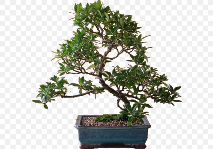 Chinese Sweet Plum Tree Shrub Flowerpot, PNG, 581x577px, Chinese Sweet Plum, Bonsai, Flowerpot, Houseplant, Plant Download Free