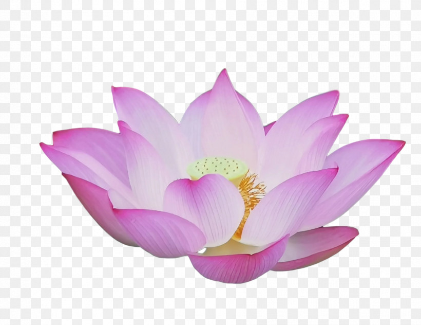 Lotus Flower Summer Flower, PNG, 1774x1369px, Lotus Flower, Lotusm, Purple, Sacred Lotus, Summer Flower Download Free