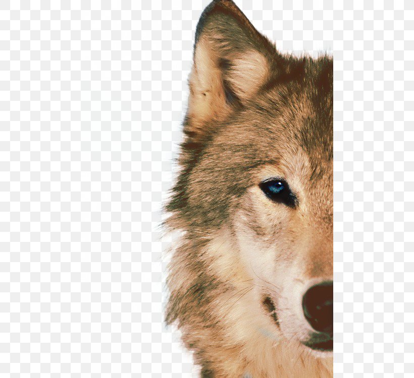 Siberian Husky Arctic Wolf African Wild Dog Animal Blue, PNG, 500x750px, Siberian Husky, African Wild Dog, Alaskan Malamute, Animal, Arctic Wolf Download Free