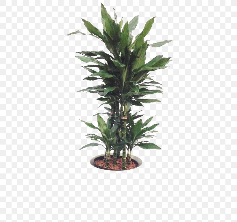 Tree Flowerpot Houseplant Yucca, PNG, 768x768px, Tree, Albizia Julibrissin, Arecales, Bay Laurel, Dwarf Umbrella Tree Download Free