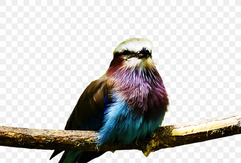 Bird Beak Roller Branch Perching Bird, PNG, 2428x1648px, Bird, Beak, Branch, Perching Bird, Roller Download Free